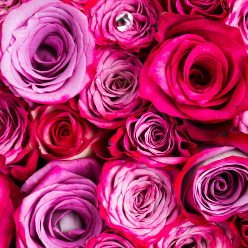Rosen